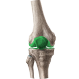 Joint & Mobility