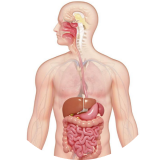 Digestive Wellness